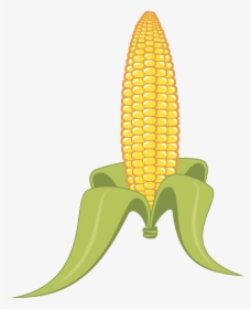 Plant,flower,commodity - Clipart Corn On The Cob, HD Png Download, Transparent PNG