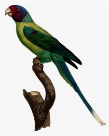 Vector Parrot Parakeet - Jacques Barraband Parrot, HD Png Download, Transparent PNG