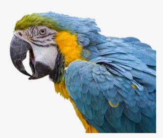 Beautiful Parrots, HD Png Download, Transparent PNG