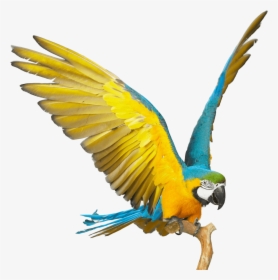 Blue And Yellow Macaw Png, Transparent Png, Transparent PNG