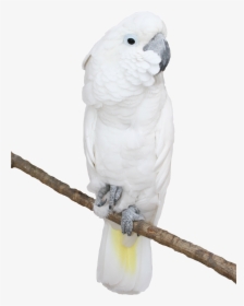 Transparent Png Picture Gallery - Cockatoo Clipart Png, Png Download, Transparent PNG