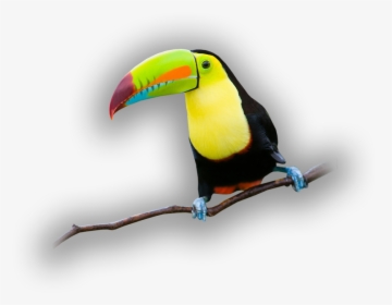 Indian Parrot Png, Transparent Png, Transparent PNG