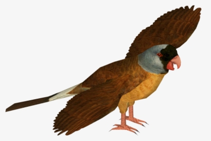 Mascarene Parrot - Zoo Tycoon 2 Fiji Island, HD Png Download, Transparent PNG
