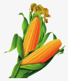 Corn Transparent Clipart Pictures Free Png - Maize Png, Png Download, Transparent PNG