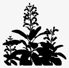 Flowering Leaf Plant Stem Download Free Image Clipart - Plant Silhouette Transparent, HD Png Download, Transparent PNG