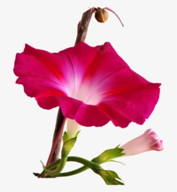 Red Morning Glory Flower, HD Png Download, Transparent PNG