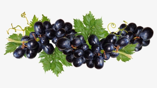 Grapes, Black, Fruit, Vine, Garden, Nature, Cut Out - Black Grape Png, Transparent Png, Transparent PNG