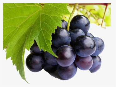Black Grapes Png Free Commercial Use Images - Grape High Resolution, Transparent Png, Transparent PNG
