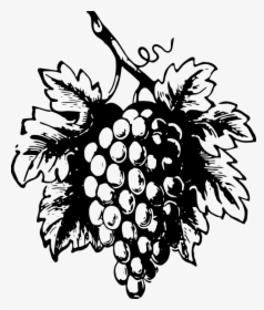 Grapes, Drawing, Design, Nature, Food, Sketch, Ripe - Govt Of Sikkim Logo, HD Png Download, Transparent PNG