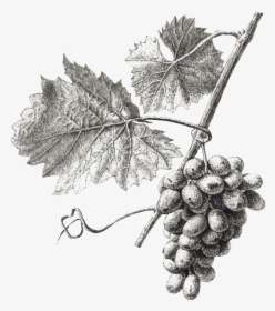 Grape Vines Drawing Png, Transparent Png, Transparent PNG