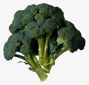 Dark Green Broccoli - Green Flower Vegetable Name, HD Png Download, Transparent PNG