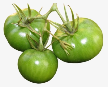 Tomatoes, Green, Food, Vegetables, Organic - Planta De Tomate Verde Png, Transparent Png, Transparent PNG