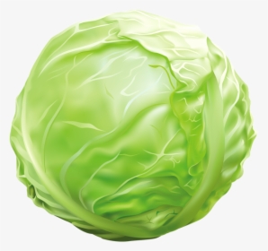 Cabbage Png Clipart Image Graphics Pinterest Images - Cabbage Clipart Png, Transparent Png, Transparent PNG
