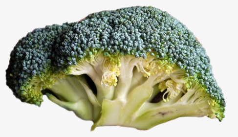 Broccoli - Does Bad Broccoli Look Like, HD Png Download, Transparent PNG