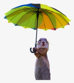Animals, Meerkat, Isolated, Umbrella, Rain Protection - Umbrella, HD Png Download, Transparent PNG