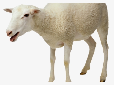Indian Clipart Sheep - Food In Cow And Sheep, HD Png Download, Transparent PNG
