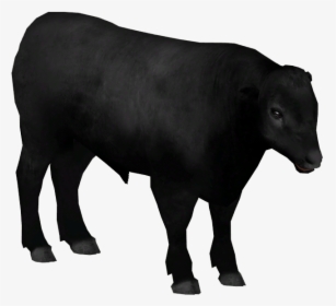 Aberdeen Angus Cattle - Cattle, HD Png Download, Transparent PNG