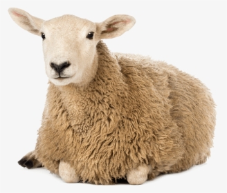 Whole Food Cale - Sheep Herd White Background, HD Png Download, Transparent PNG