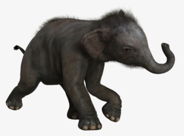 Elephant, Baby, Pachyderm, Mammals, Wild, Cute - Indian Elephant, HD Png Download, Transparent PNG
