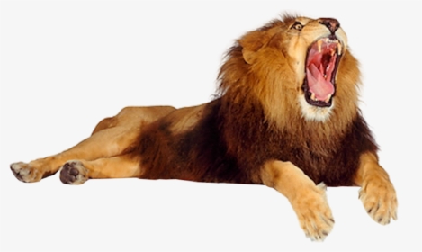 Male Lion Opening Mouth, HD Png Download, Transparent PNG