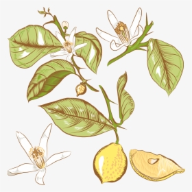 Lemon Flower Drawing Royalty - Lemon Flower Drawing, HD Png Download, Transparent PNG
