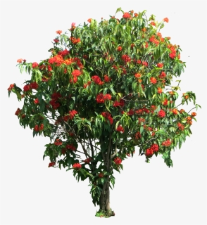 Ixora Coccinea Tree Png, Transparent Png, Transparent PNG