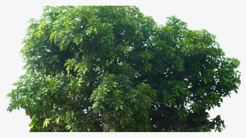 Pohon Mangga ~ Mide Studio - Transparent Mango Tree Png, Png Download, Transparent PNG