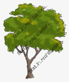 Trees In Elevation For Photoshop, HD Png Download , Transparent Png