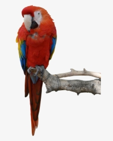 Parrot Png Hd, Transparent Png, Transparent PNG