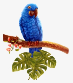 Blue Parrot Transparent Background Png - Parrot, Png Download, Transparent PNG