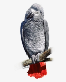 African Grey Parrot Transparent, HD Png Download, Transparent PNG