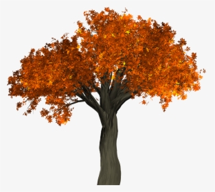 Autumn Tree Png Transparent Image - Hd Tree Images Png, Png Download, Transparent PNG