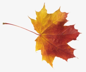 Best Free Autumn Leaves Png - Autumn Png Leaves, Transparent Png, Transparent PNG