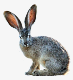Isolated Hare Nature - Black Tailed Jackrabbit White Background, HD Png Download, Transparent PNG