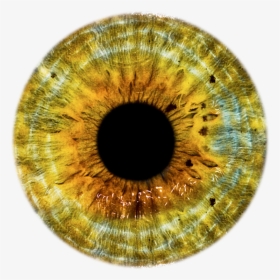 Transparent Eye Ball Png - Gray Eye Lens Png, Png Download, Transparent PNG