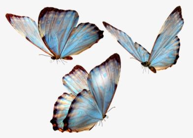 Mariposas Png Para Photoscape Vector, Clipart, Psd - Butterfly Png, Transparent Png, Transparent PNG