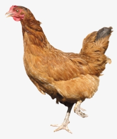 Seventeen Isolated Stock Photo - Chicken Png, Transparent Png, Transparent PNG