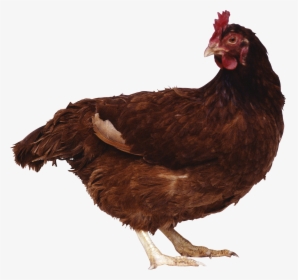 Chicken Png Image - Brown Chicken Png, Transparent Png, Transparent PNG
