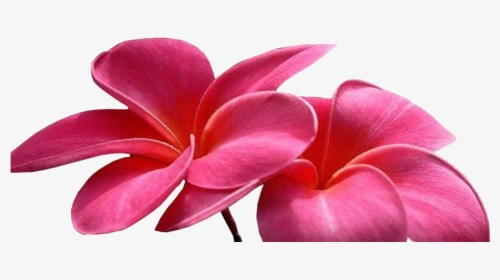 Animated Png Flowers, Transparent Png, Transparent PNG