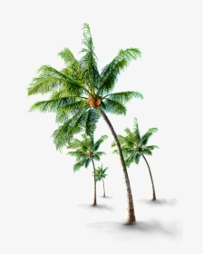 #coconutwater #coconut #tree #beach #green #sheets - Coconut Palm Tree Png, Transparent Png, Transparent PNG