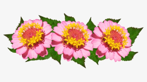 Flowers, Arrangement, Pink, Floral - Common Zinnia, HD Png Download, Transparent PNG
