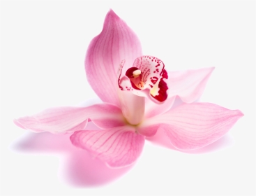 Beauty Parlour Flowers Png , Png Download - Beauty Parlour Flowers Png, Transparent Png, Transparent PNG
