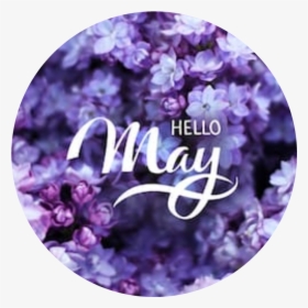 #flowers #flora #cool #may #welcome #hello #purpel - Hello May, HD Png Download, Transparent PNG