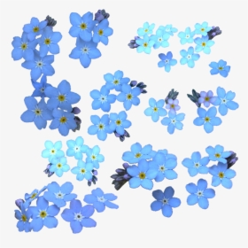 Forget Me Not Png Clipart - Forget Me Not Watercolor, Transparent Png, Transparent PNG
