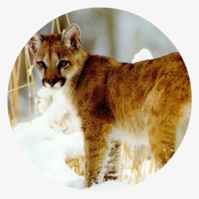 Animal Jam Puma , Png Download - Baby African Golden Cat, Transparent Png, Transparent PNG