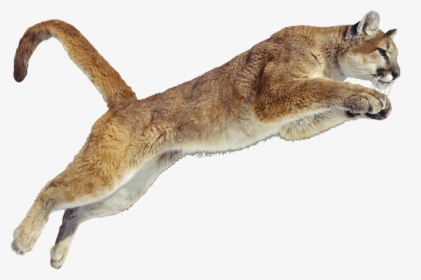 Transparent Puma Clipart - Cougar Gif Transparent Background, HD Png Download, Transparent PNG