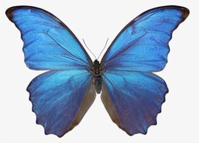 Morpho Butterfly Png - Butterfly Png, Transparent Png, Transparent PNG
