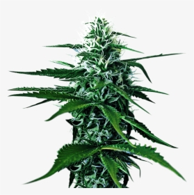 Kultur Kanna Cannabis Cultivation Farming And Growing - Transparent Background Weed Png, Png Download, Transparent PNG