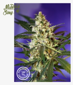 Sweet Seeds Fast Bud Marijuana Seeds - Fast Bud Sweet Seeds, HD Png Download, Transparent PNG