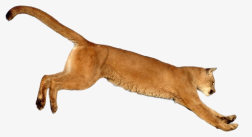 Leaping-cougar Png By Salahzw - Jumping Cougar Png, Transparent Png, Transparent PNG